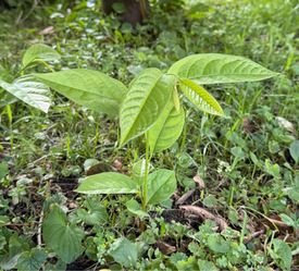 Paw Paw tree saplings