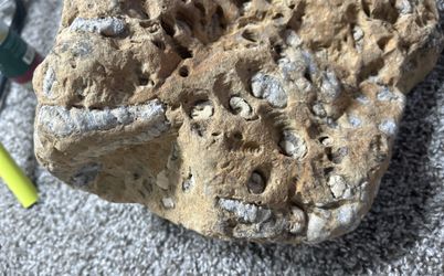 Fossil rock completely covered in shells I