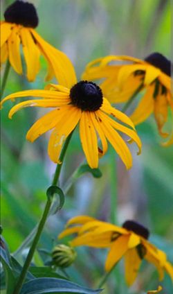 Black eyed Susan - perennial