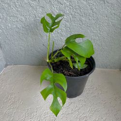 Monstera  Minima  Plant