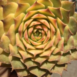 Succulent Drought Tolerant Gifts