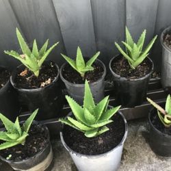 Small Aloe Vera Plant