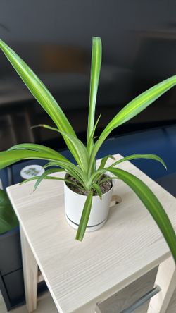 Small Spider Plant (Chlorophytum comosum) 🪴