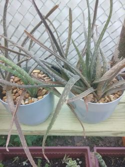 Pot of Aloe vera plants