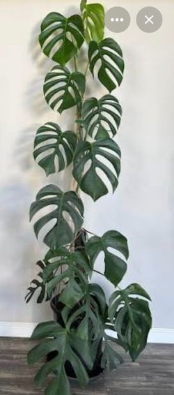 4” monstera sierrana  ( first pic is example )