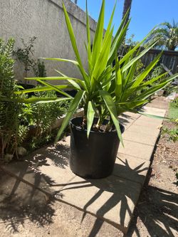 Yucca elephantipes (Spineless Yucca).