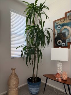 Indoor plant