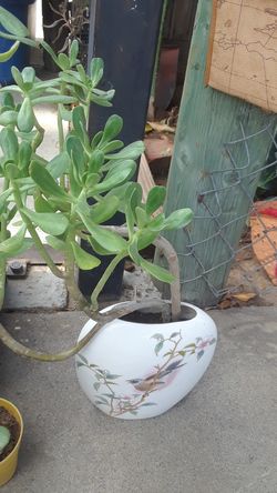 Plants
