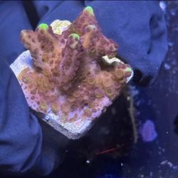 Confusa Montipora Display Decor