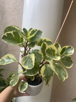 Beautiful variegated Pepperomia plant with pot