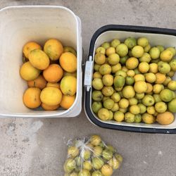 Mexican Lime Seedless