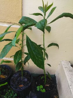 Avocado plant