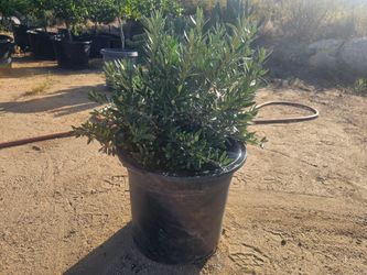 Dwarf olives 15g