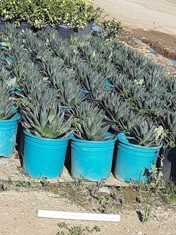 Agaves $21