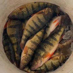 55 pound thrust trolling motor, & Battery