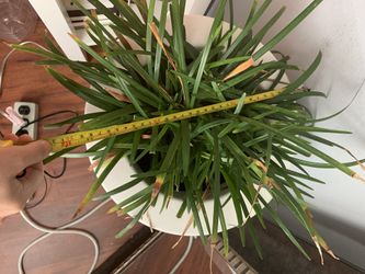 Chlorophytum cosmia spider plant w white planter