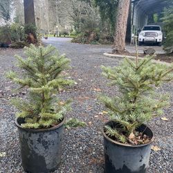 5gal Love Christmas Trees