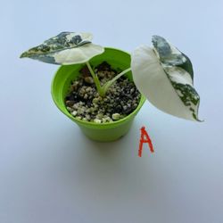 Alocasia Frydek Plants