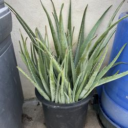 Huge Aloe Vera Plant 