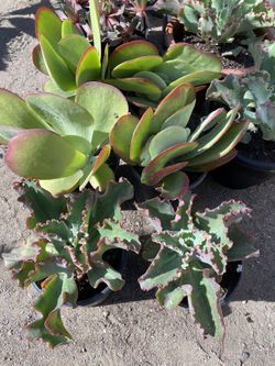 Succulent one galon pot