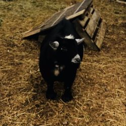 Looking  For  2 Miniature Goats  To Raise! Know  Anyone ? 