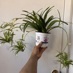 Spider Plant Read Description⤵️ I’m Not Replying Back To Hi Is This Still Available 🙄