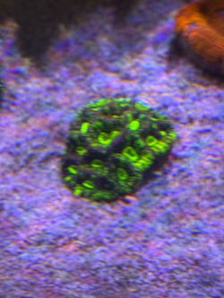 Favia coral frag saltwater