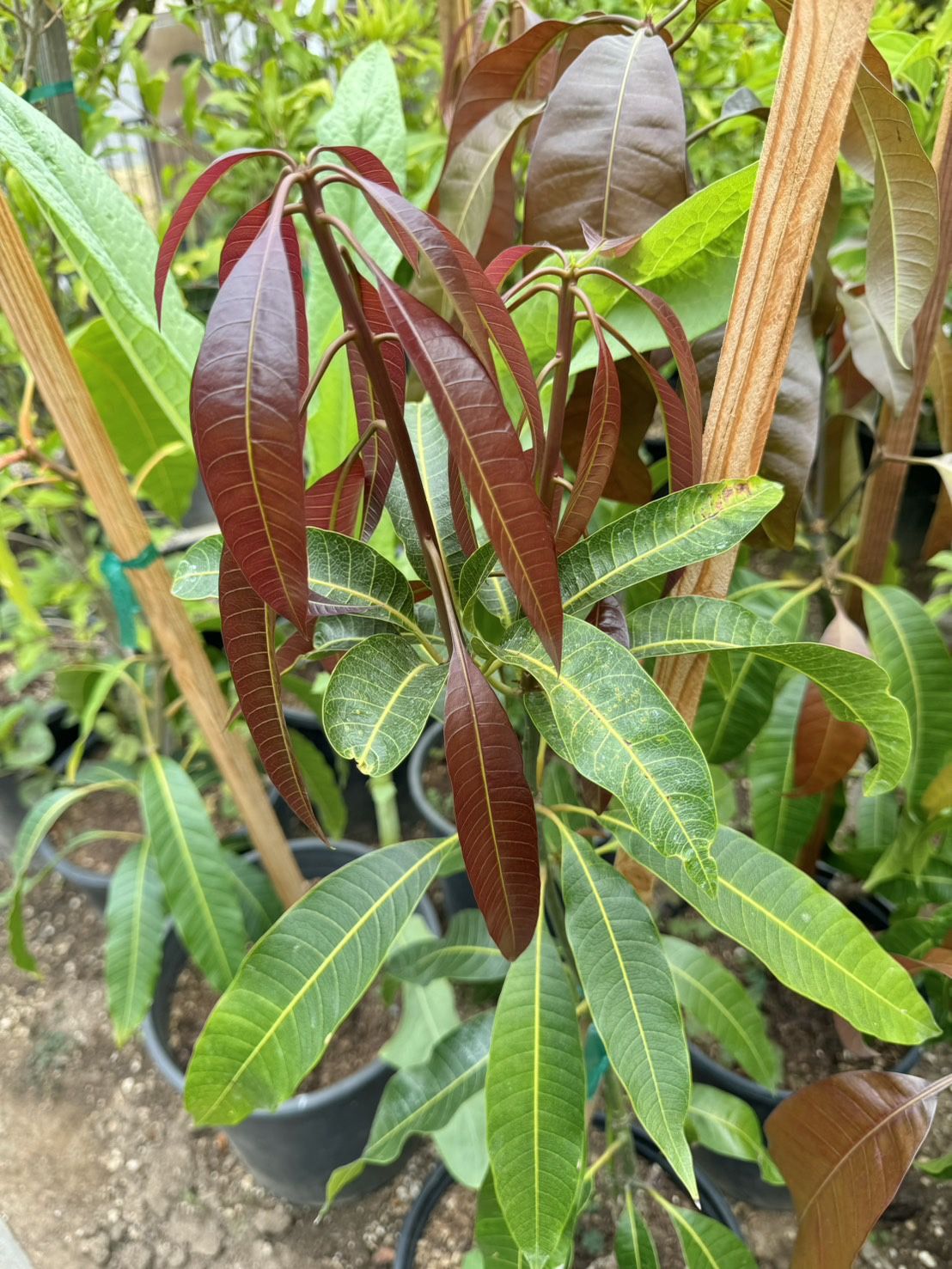 Kent Mango Seedling Tropical Fruit Tree
