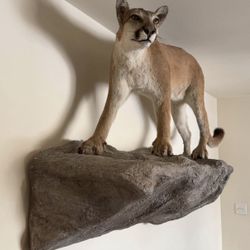 Taxidermy Cougar 