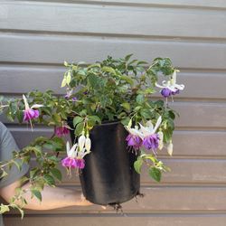 Big Quasar Fucshia Plant In 5 Gallons Pot 
