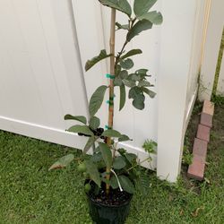 Thai White Guava Tree With Fruit (3 Ft Tall)