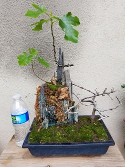 Bonsai