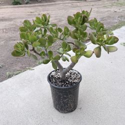Jade Plant
