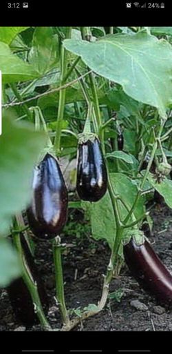 OrganicEggplant PLant
