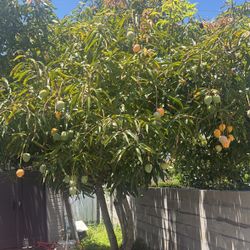 FREE Mangos
