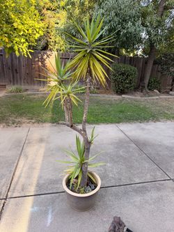 Plants