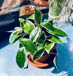 Rare Tricolor Hoya Krimson Queen, Hoyas Carnosa Variegata, Live Tricolor Hoya Potted Plant