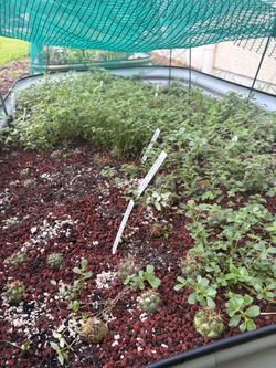weeding, yard cleanup, garden help, flower beds