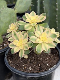 Variety Of Cactus And Succulents For Sale 🪴