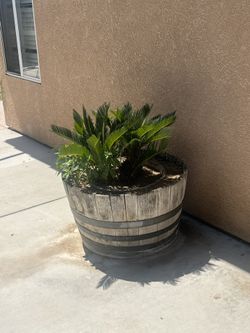 Palm Tree