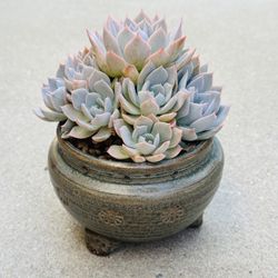 Succulents plants 🪴 