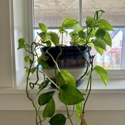 Pothos Golden Indoor Plant In Flower Pot With Drip Tray Ceramic 