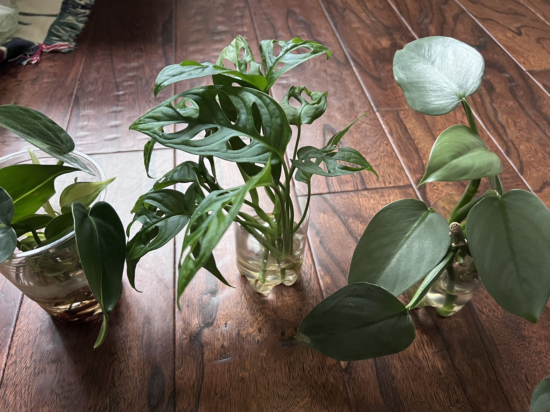 Swiss Cheese, Silver Sword, Brazil