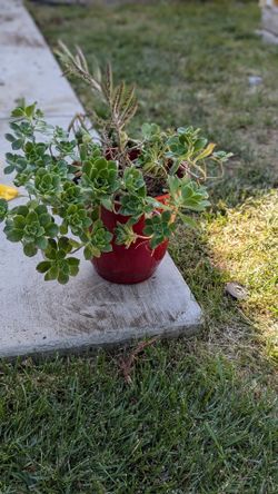 Free plant
