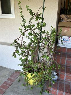 Large Jade Plant in Vintage Gainey Yellow Pot