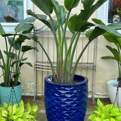 Beautiful White Bird Paradise Plants 