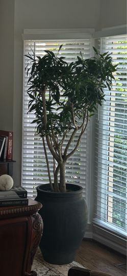 Real Pikes Tree
