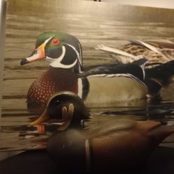 Painting (Wood Duck)