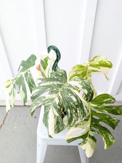 Collector's Plant: Monstera Albo Variegated 6" Pot - Indoor House Plants