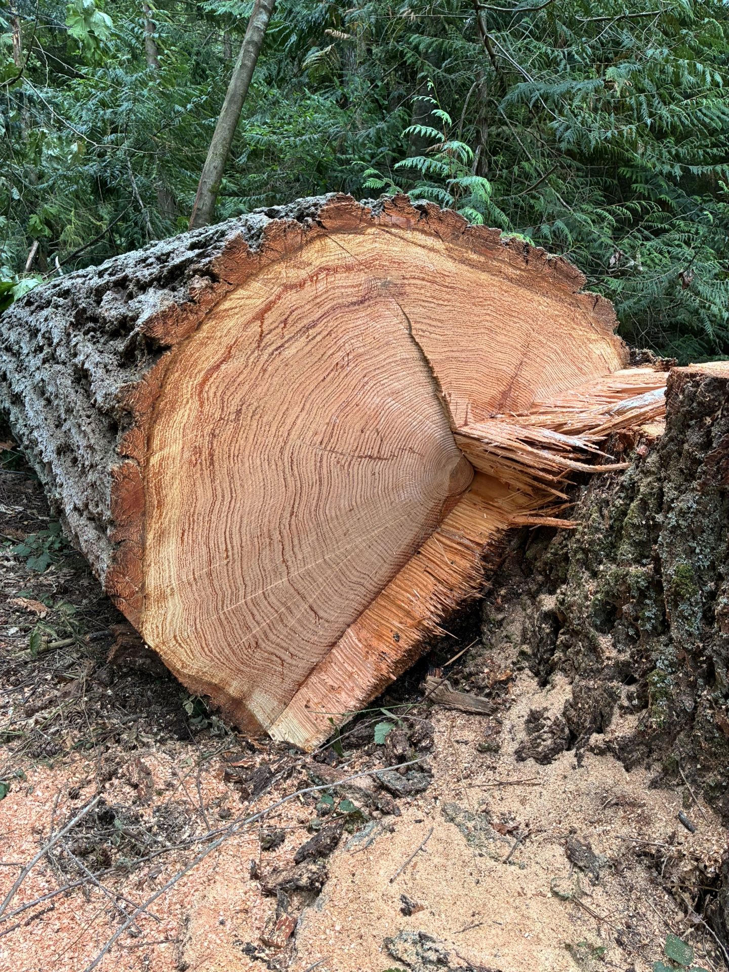 Douglas Fir Log ~50 In. Diameter